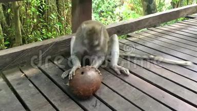 大猴子猕猴从绿色的大椰子中喝椰子汁4k段视频